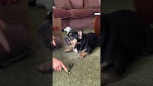 Video post by @cvs on YouTube