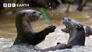 Video post by @bbcearth on YouTube