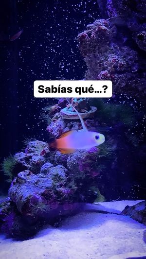 Video post by @aqualupi on Instagram