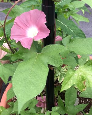 Image post by @ahs_gardening on Instagram