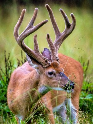 Image post by @realtreeoutdoors on Instagram