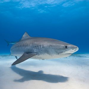 Image post by @Discovery on Twitter