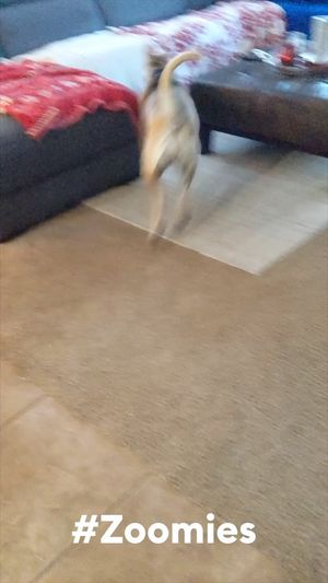 Video post by @petsmart on Instagram
