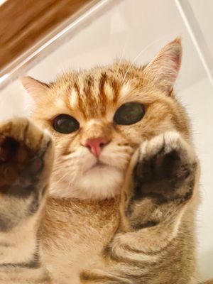 Image post by @frida.garfield on Instagram