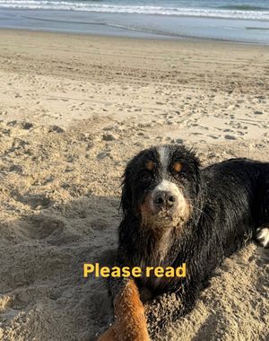 Image post by @madeleinecwhite on Instagram