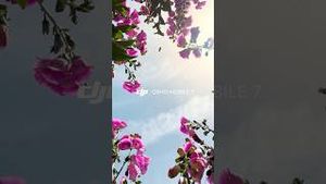 Video post by @dji on YouTube