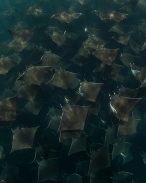 Image post by @sealegacy on Instagram