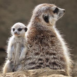 Image post by @sandiegozoo on Instagram