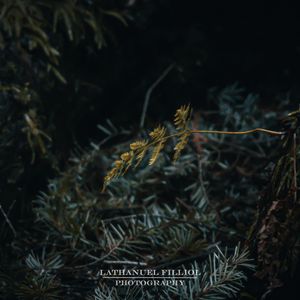 Image post by @lathanuelf_photos on Instagram