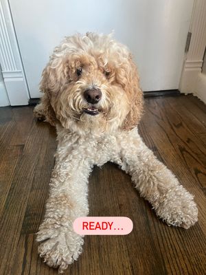 Image post by @petsmart on Instagram