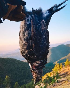 Image post by @chrislholder on Instagram