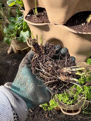 Image post by @cheninmotion on Instagram