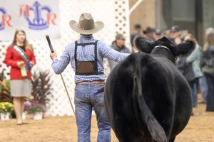Image post by @american_royal on Instagram
