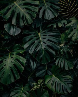 Image post by @benfloramusic on Instagram
