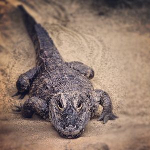 Image post by @sandiegozoo on Instagram
