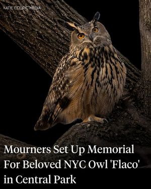 Image post by @katiecouricmedia on Instagram