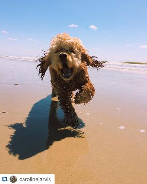 Image post by @theouterbanksnc on Instagram