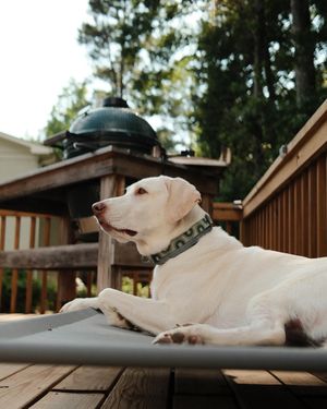 Image post by @biggreenegg on Instagram