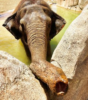 Image post by @sandiegozoo on Instagram