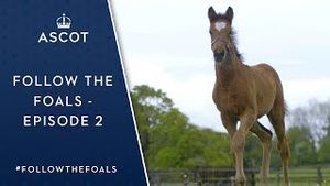 Video post by @ascotracecourse on YouTube