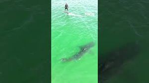 Video post by @kmphfox26 on YouTube