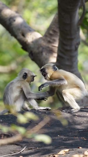 Video post by @bbcearth on Instagram