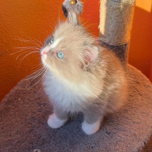 Image post by @brunrik.and.pyrene.ragdolls on Instagram