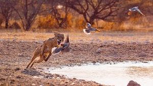 Video post by @bbcearth on YouTube