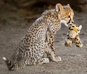 Image post by @sandiegozoo on Instagram