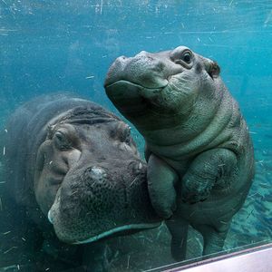 Image post by @sandiegozoo on Instagram