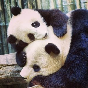 Image post by @sandiegozoo on Instagram