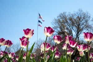Image post by @WichitaState on Twitter