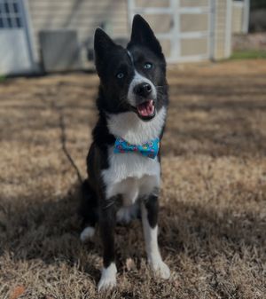Image post by @tux_the_blue_pomsky on Instagram
