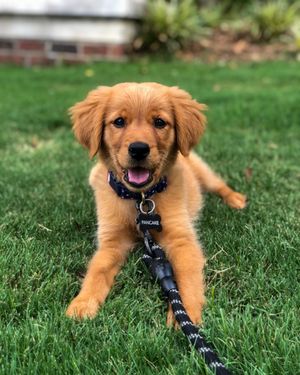Image post by @pancake.thegolden on Instagram