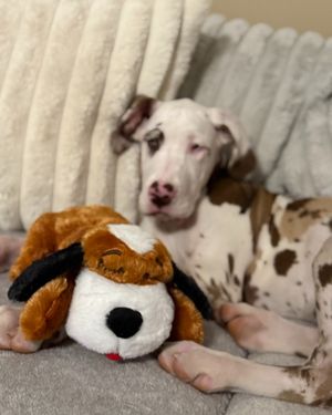 Image post by @originalsnugglepuppy on Instagram