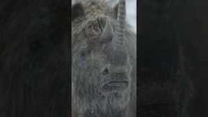 Video post by @appletv on YouTube