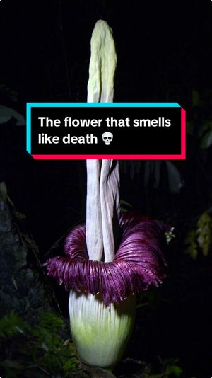 Video post by @bbcearth on TikTok