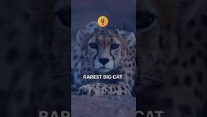 Video post by @curiositystreaming on YouTube