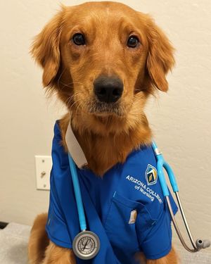 Image post by @littmannbysolventum on Instagram