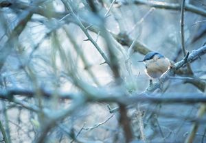 Image post by @rspb on Instagram