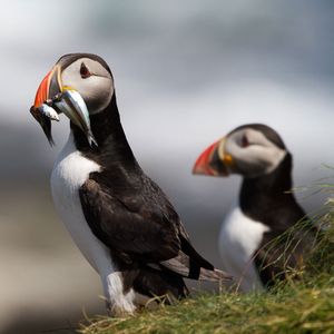 Image post by @rspb on Instagram