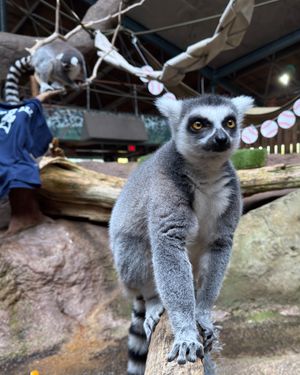 Image post by @thetorontozoo on Instagram