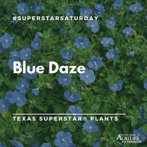 Image post by @txextension on Instagram