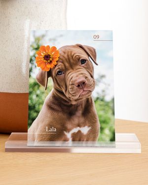 Image post by @saal_digital on Instagram