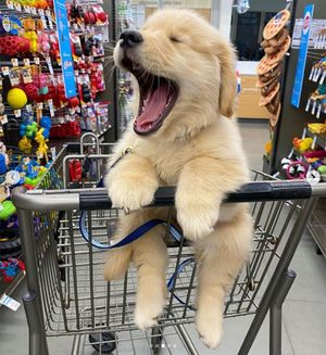 Image post by @petco on Instagram