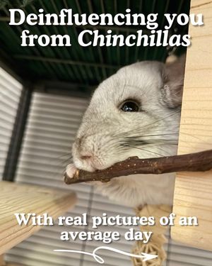 Image post by @chinpals on Instagram