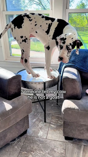 Video post by @wayfair on TikTok