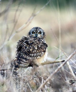 Image post by @rspb on Instagram
