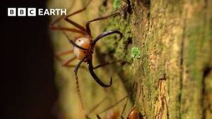 Video post by @bbcearth on YouTube