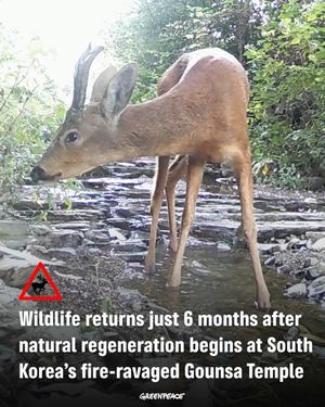 Image post by @greenpeace on Instagram